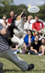 Dog Chow Disc Cup 3.jpg