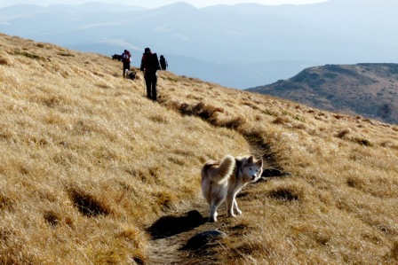 Dogtrekking sposobem na spalanie kalorii